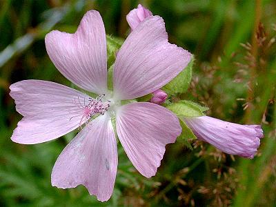 Rauher Eibisch Blüte