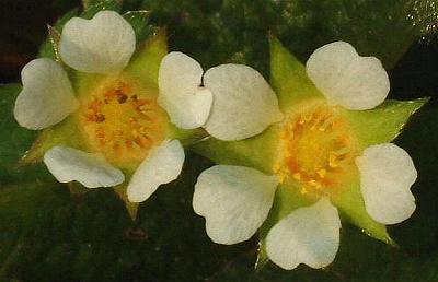 Erdbeer-Fingerkraut Blüte