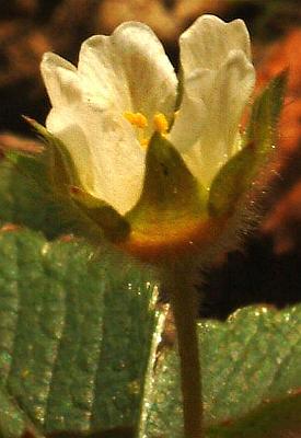 Erdbeer-Fingerkraut Blüte seitlich