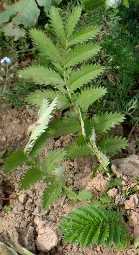 Gänse-Fingerkraut Blatt