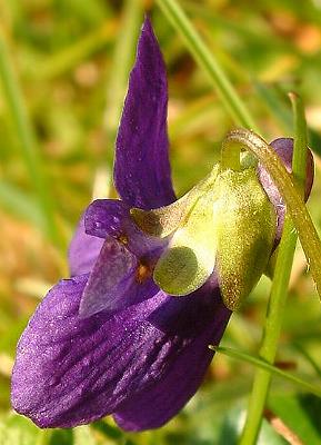 März-Veilchen Blüte seitlich