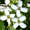 Weiße Blüten mit vier Blütenblättern