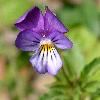 Violette Blüten mit fünf Blütenblättern